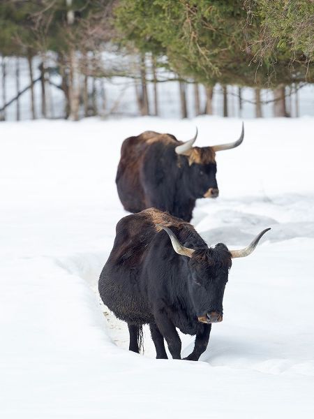 Heck Cattle an attempt to breed back the extinct Aurochs from domestic cattle Germany-Bavaria